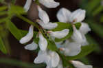 Carolina vetch